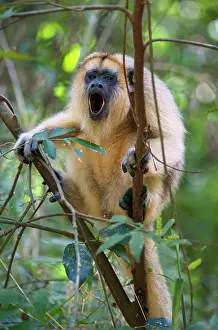 Misiones: Black howler (Alouatta caraya), Misiones