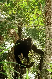 Howler: Black Howler Monkey