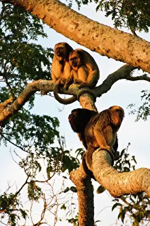 Howler: Black Howler Monkey