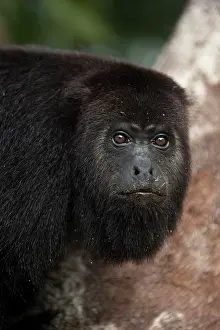 Pete: Black Howler Monkey (Alouatta pigra) Community