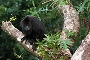 Pete: Black Howler Monkey (Alouatta pigra) Community