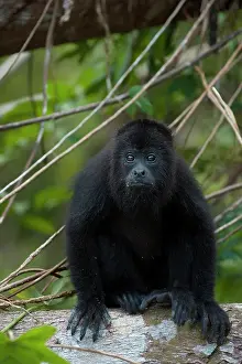 Pete: Black Howler Monkey (Alouatta pigra) Community