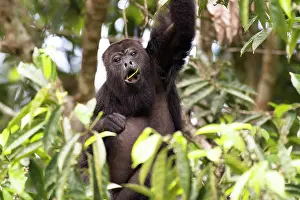 Equatorial: Black howler monkey (Alouatta pigra) eating green