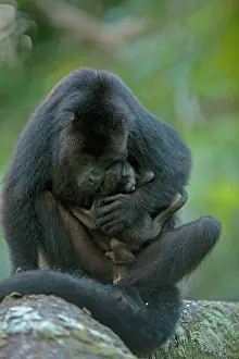 Pete: Black Howler Monkey (Alouatta pigra) Mother