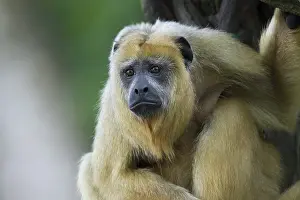 Howler: Black Howler Monkey - female Alouatta caraya Singapore