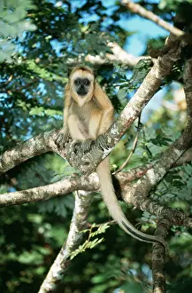 Howler: Black Howler MONKEY - Female, light colour fur