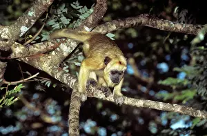 Howler: Black Howler Monkey - female (light coloured fur)
