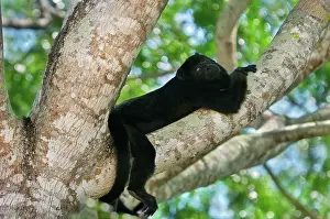 Howler: Black Howler Monkey - male Pantanal, Mato Grosso
