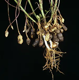 Hull: Black hull diseased peanuts