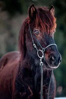 Gelding: Black Icelandic Horse, gelding, Austria, Europe