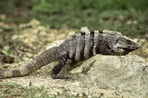 Belizean: Black Iguana