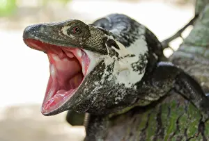 Pectinata: Black iguana (Ctenosaura pectinata) in defensive