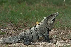 Pete: Black Iguana (Ctenosaura similis), Sian