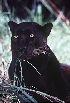 Kenneth Hoyle: BLACK INDO-CHINESE LEOPARD / Black Panther