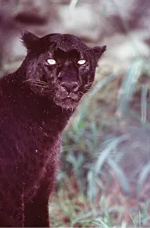 Leopards: BLACK INDO-CHINESE LEOPARD / Black Panther - close-up
