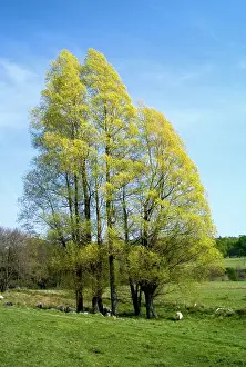 Serotina: Black Italian Poplars