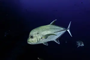 Caranx: Black jack / Trevally (Caranx lugubris), San Benedicto
