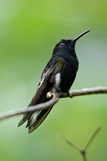 Fusca: Black Jacobin