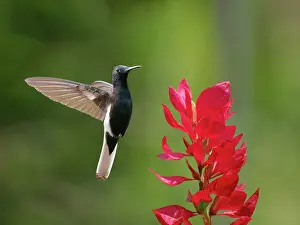 Fusca: Black Jacobin at flower Florisuga fusca Atlantic