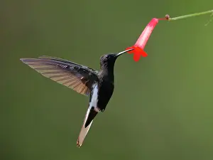 Hummingbirds: Black Jacobin at flower Florisuga fusca Atlantic