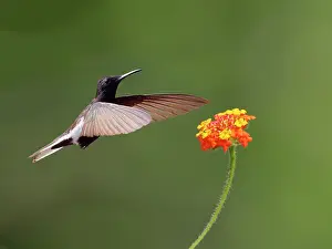 Hummingbirds: Black Jacobin at flower Florisuga fusca Atlantic
