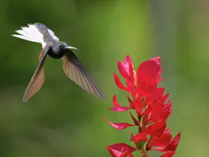 Hummingbirds: Black Jacobin at flower Florisuga fusca Atlantic
