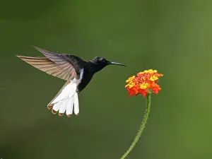 Hummingbirds: Black Jacobin at flower Florisuga fusca Atlantic