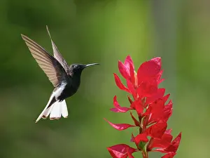 Hummingbirds: Black Jacobin at flower Florisuga fusca Atlantic