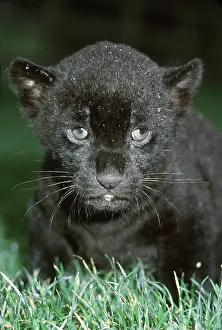 Jaguars: BLACK JAGUAR