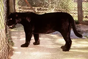 Jaguars: BLACK JAGUAR - side on