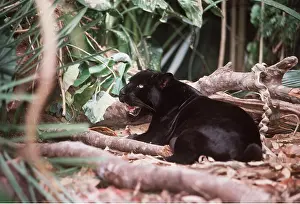 Temperature: BLACK JAGUAR / Black Panther