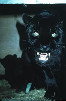 Jaguars: BLACK JAGUAR / Black Panther - close-up of head