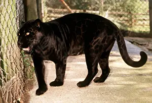 Jaguars: BLACK JAGUAR - in capivity