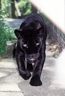 Jaguars: BLACK JAGUAR - in captivity