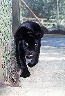 Jaguars: BLACK JAGUAR - in captivity