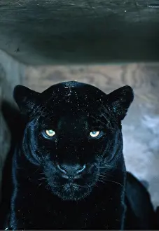 Jaguars: BLACK JAGUAR - close-up of head, In captivity