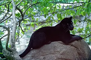 Black Jaguar (melanin)