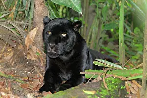 Black Jaguar Panther