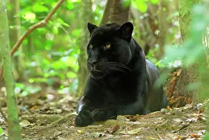 Black Jaguar Panther