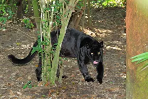 Black Jaguar Panther