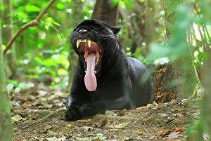 Black Jaguar Panther, yawning