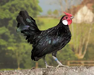 Java: Black Java Chicken Cockerel