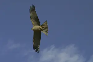 Migrans: Black Kite