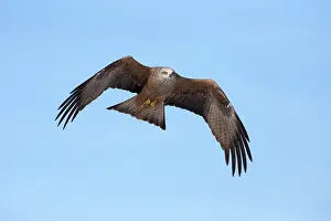Migrans: Black Kite