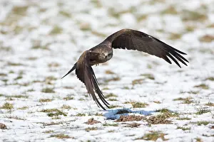 Migrans: Black Kite