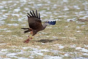 Migrans: Black Kite