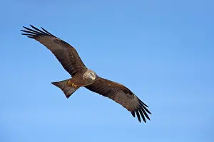 Migrans: Black Kite
