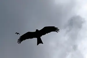 Migrans: Black Kite