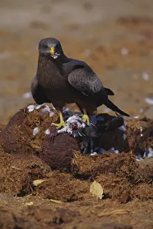 Migrans: Black Kite