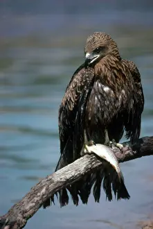 Migrans: Black Kite